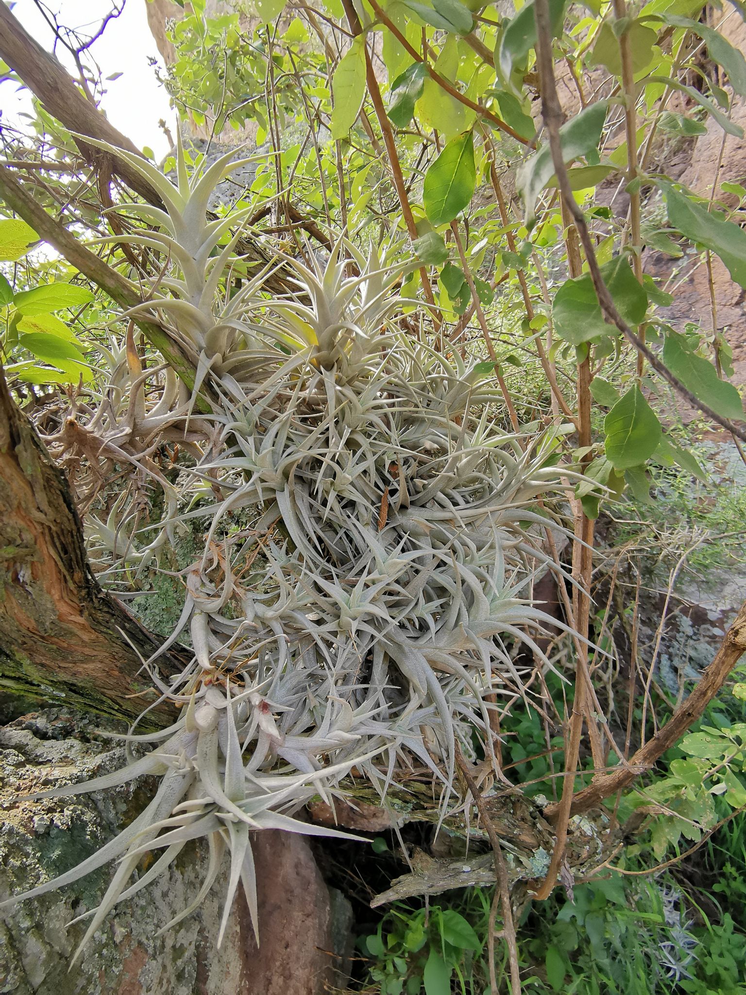 Tillandsia albida
